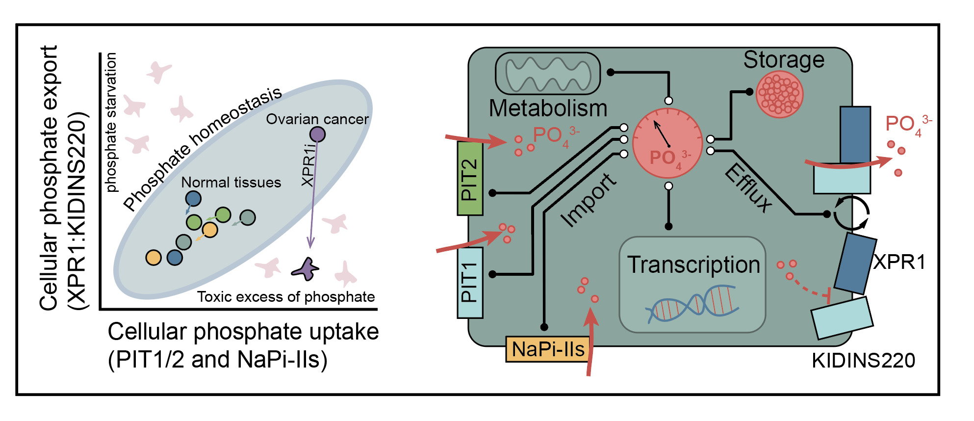 Cells use phosphate uptake, efflux, storage, and metabolism to maintain homeostasis. How are all of these processes and signals integrated and coordinated?